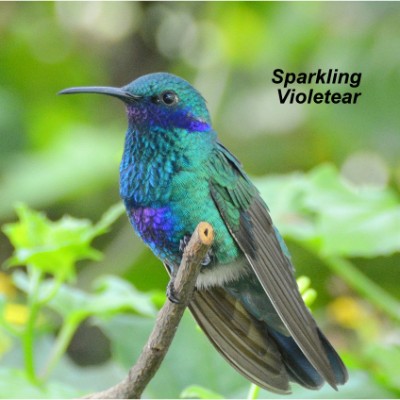 Sparkling Violetear